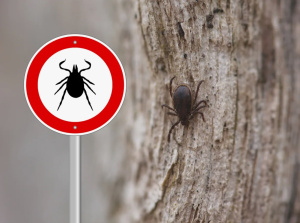 НАЧАЛСЯ СЕЗОН КЛЕЩЕЙ!