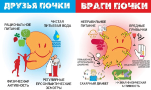 В 2023 году Всемирный День почки пройдет 9 марта и будет проводиться под девизом «Здоровые почки для всех. Готовимся к неожиданностям, поддерживаем уязвимых!»