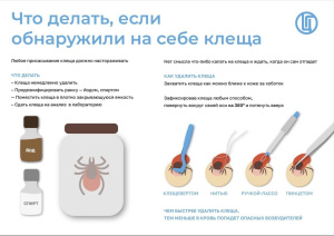 Экспресс-исследования клещей, снятых с людей
