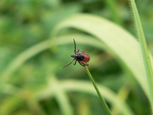 НЕНАСЫТНЫЕ!